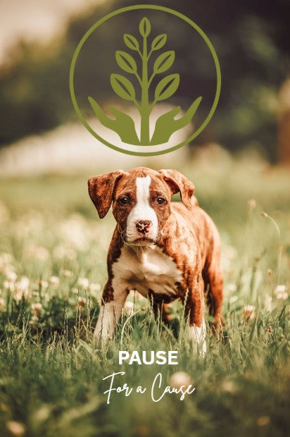 Donate directly to Pause for a Cause